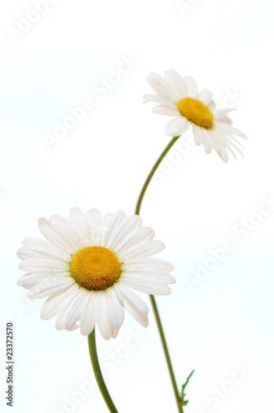 Obraz ox eye daisies