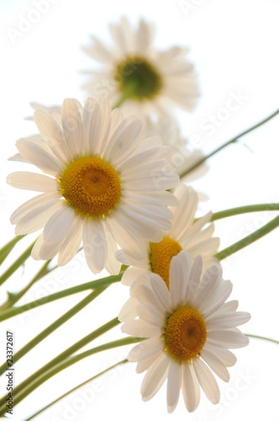 Obraz ox eye daisies
