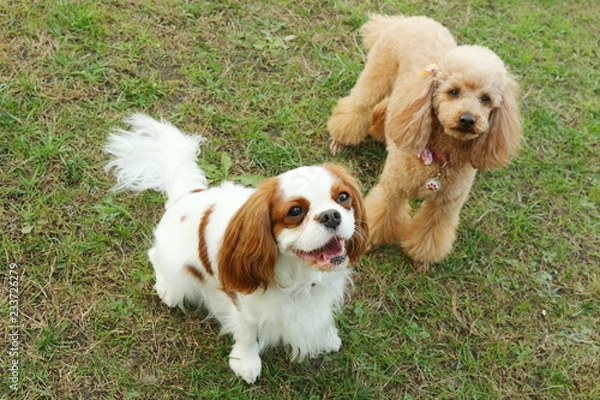 Obraz 戯れるトイプードルとキャバリア