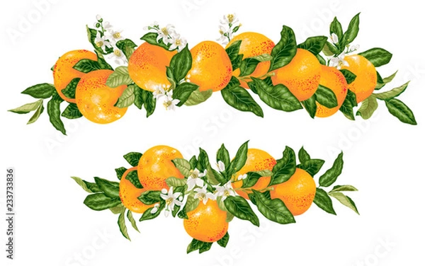 Obraz Vector headline decor elementwith grapefruit citrus branches