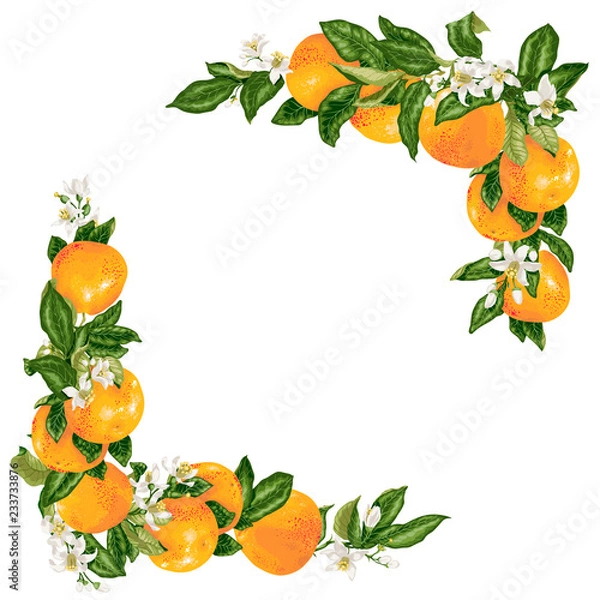 Obraz Vector grapefruit branches in a frame decoration