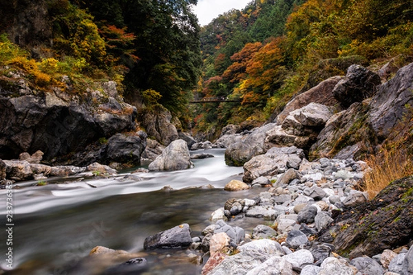 Obraz river in the forest