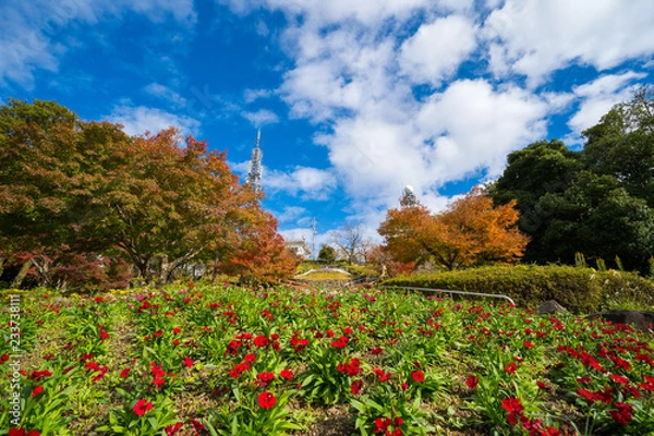 Fototapeta 秋の眉山公園(徳島県徳島市)