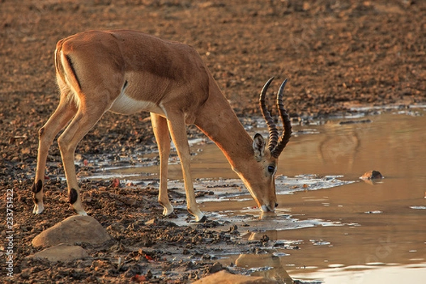 Obraz Single impala drinking