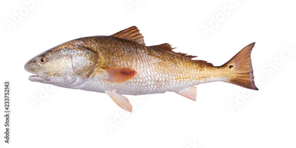 Fototapeta Złota rybka Red Drum (Sciaenops ocellatus). Na białym tle