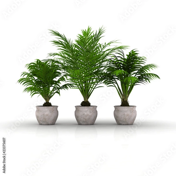 Obraz 3 Blumentöpfe mit Palmen
