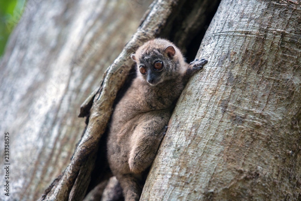 Obraz The grey-backed sportive lemur (Lepilemur dorsalis) sits on the trunk, Nosy Be island, Madagascar