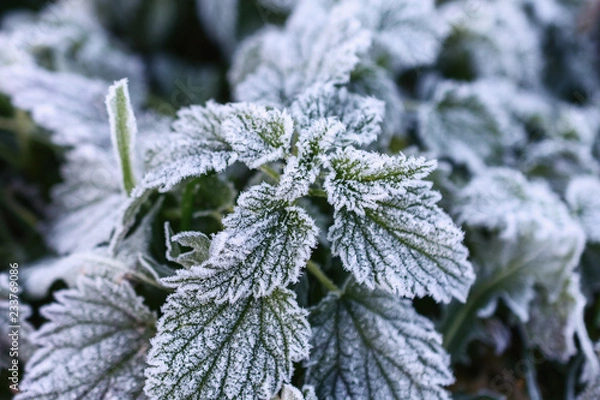 Fototapeta Hoarfrost-covered  leaves of mint and nettle. The first frosts, crystals of shallow ice on green leaves.