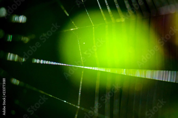 Fototapeta Abstract spider web background.