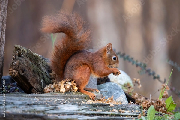 Obraz Squirrel, Sciurus vulgaris