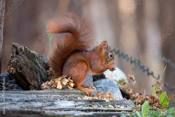 Obraz Squirrel, Sciurus vulgaris
