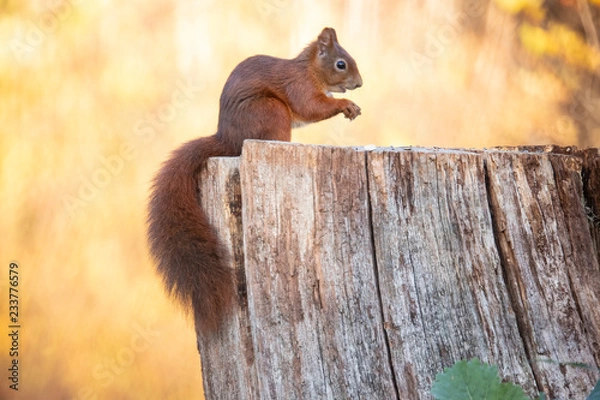 Fototapeta Squirrel, Sciurus vulgaris