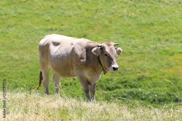 Obraz Kuhleben auf der Wiese