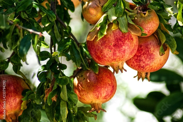 Obraz Red pomegranate with green leaves on a tree.