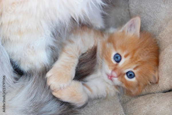 Obraz amusing kitten with light blue eyes