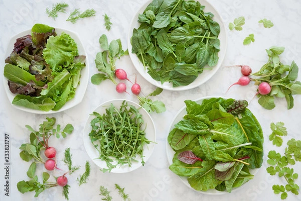 Obraz Fresh mixed greens, spinach, chard and arugula with radishes, cilantro and dill. 