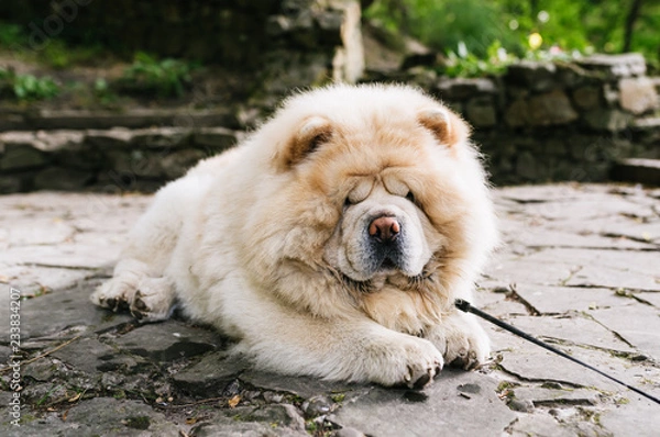 Obraz chow chow dog