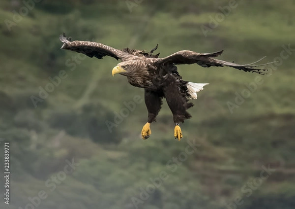 Fototapeta White tailed eagle