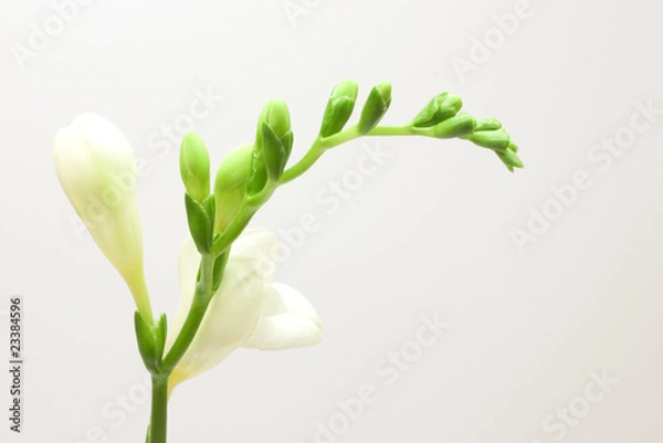Fototapeta Beautiful freesia flowers over white background
