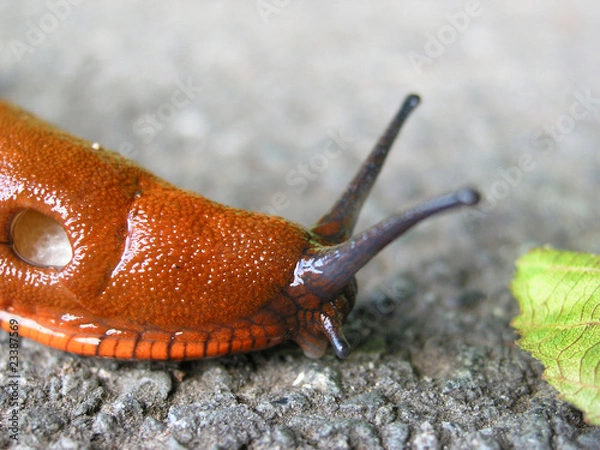Obraz Asphaltschnecke-02