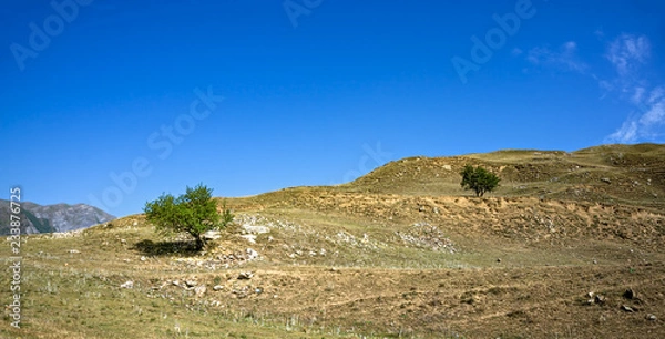 Obraz Green trees on scorched hill
