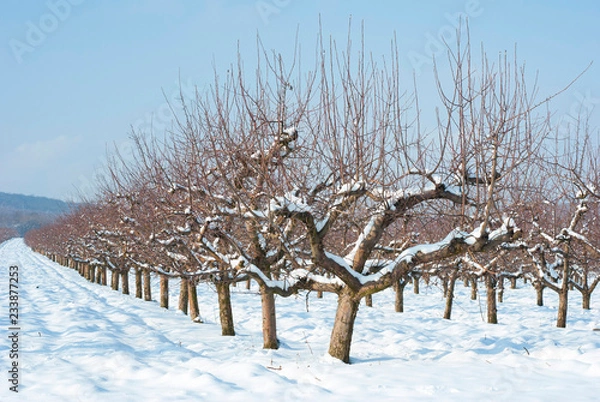 Obraz Orchard, winter