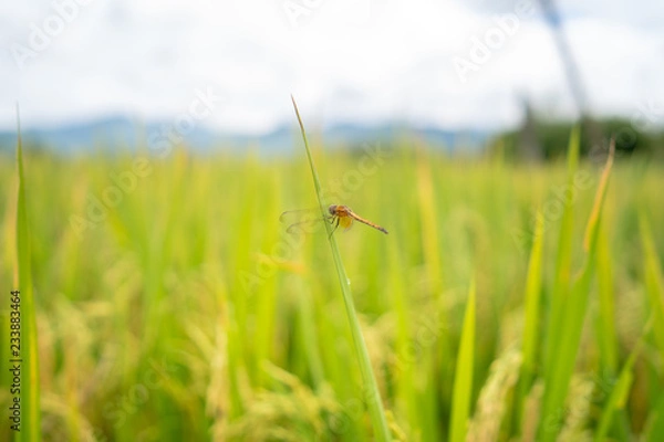 Obraz Dragonfly on the top of the green rice.