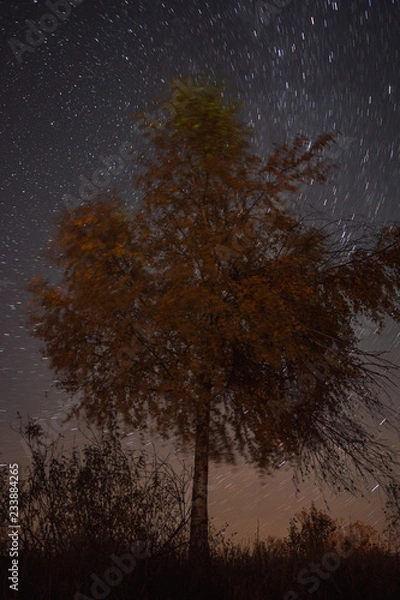 Fototapeta Lonely birch on a background the starry sky