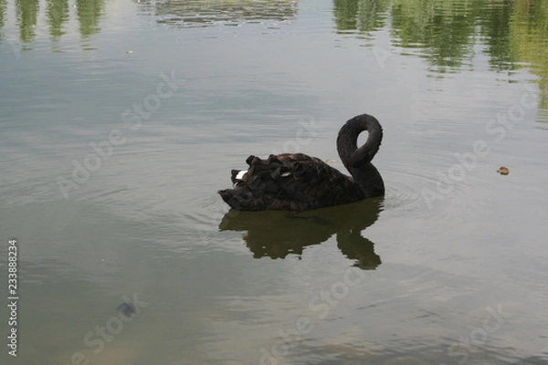 Obraz Cigno con il collo ripiegato