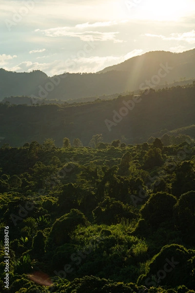 Obraz Forests with sunset  at the back of the mountain.Forests with sunset  at the back of the mountain.