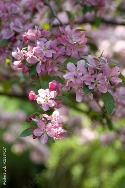 Fototapeta Branch of apple blossom- spring colours