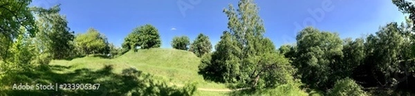 Obraz forest and blue sky