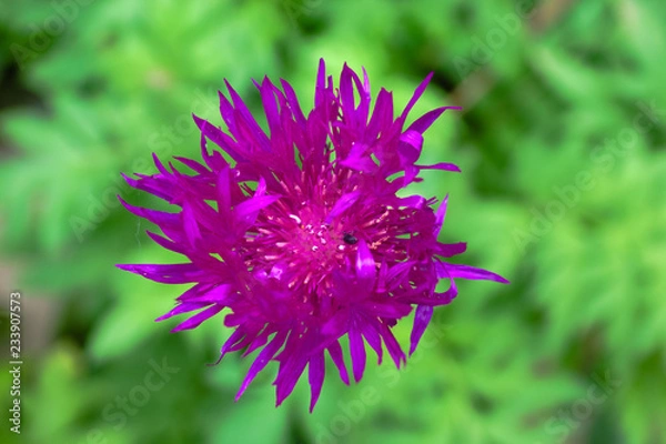 Obraz fgdfhfjghnghnhg