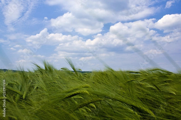 Obraz fgdfhfjghnghnhg