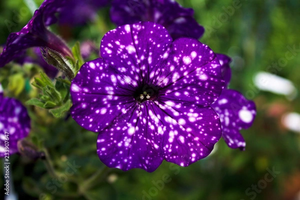 Obraz fgdfhfjghnghnhg