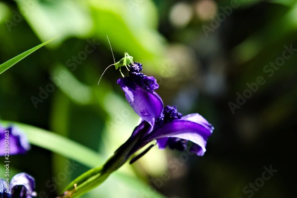 Obraz fgdfhfjghnghnhg