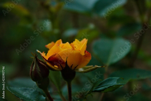 Obraz fgdfhfjghnghnhg