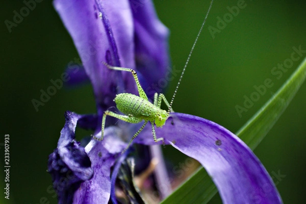 Obraz fgdfhfjghnghnhg