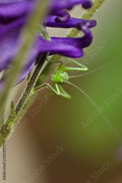 Obraz fgdfhfjghnghnhg