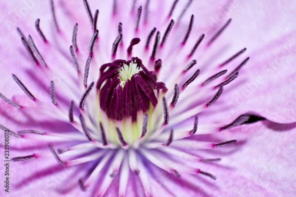 Obraz fgdfhfjghnghnhg