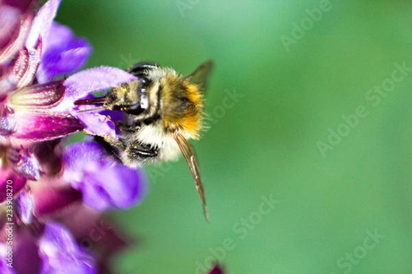 Obraz fgdfhfjghnghnhg