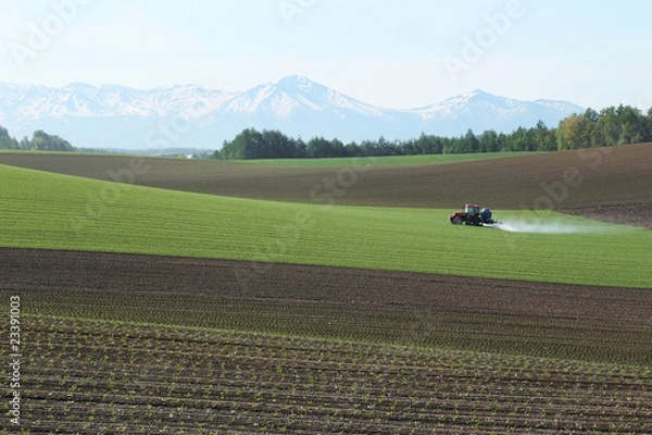 Fototapeta 早朝の農作業