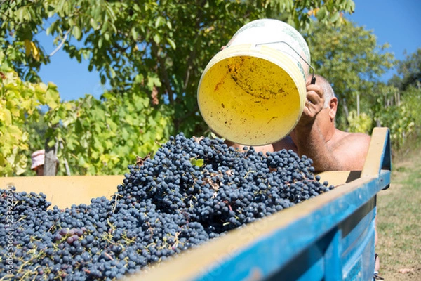 Obraz Vendemmia