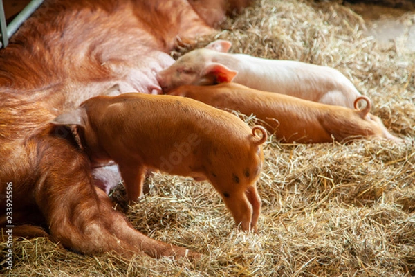 Obraz A cute piglet in a farm yard
