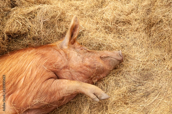 Obraz A cute piglet in a farm yard