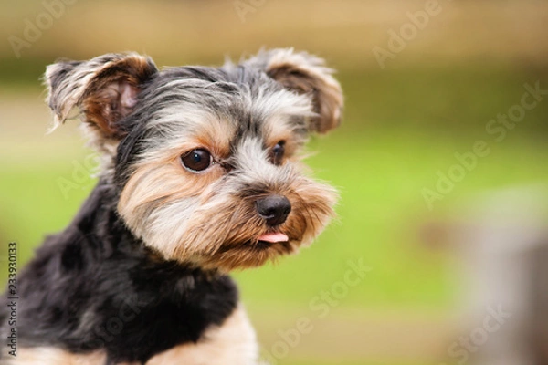 Obraz Yorkshire Terrier dog