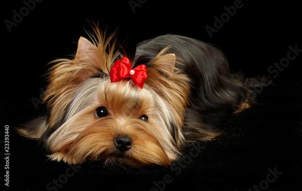 Obraz Yorkshire Terrier isolated on black
