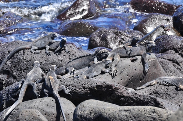 Obraz Marine Iguana on a rock
