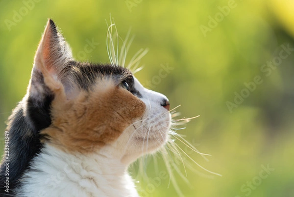 Fototapeta 三毛猫