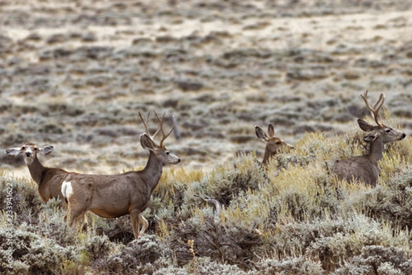 Fototapeta Red Desert Mule Deer